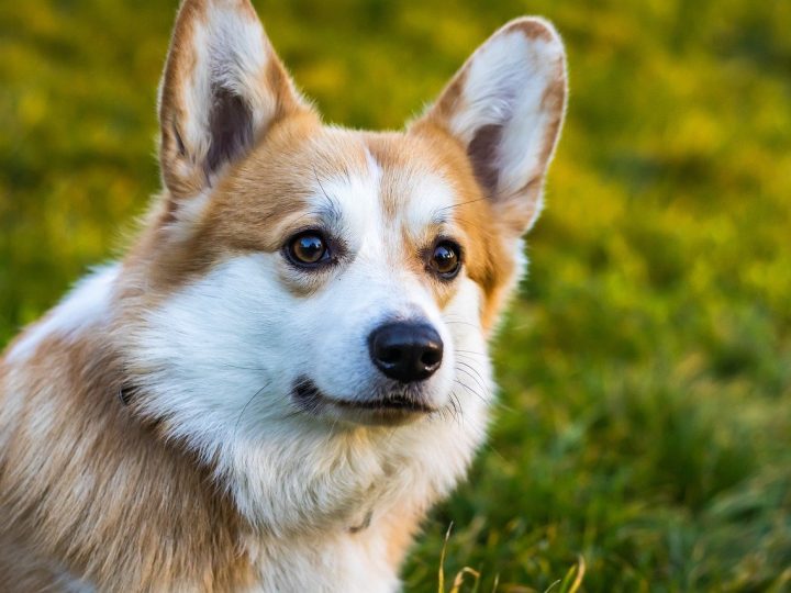 Corgipoo