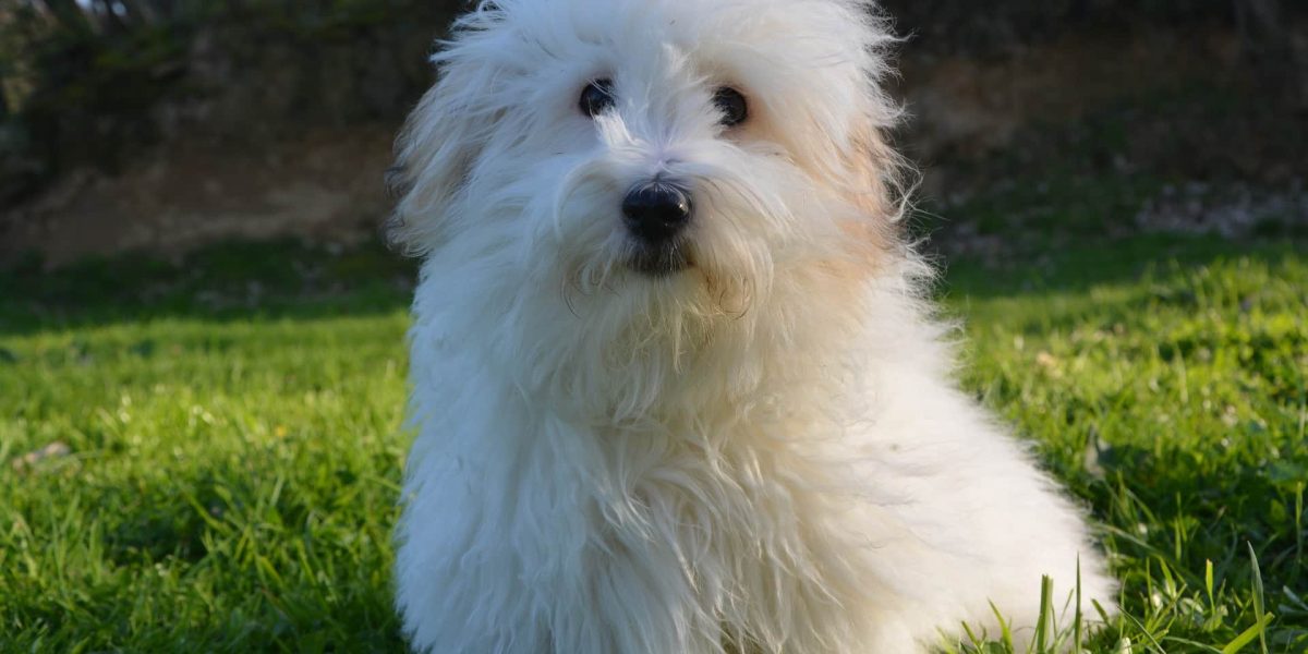 Coton de Tulear