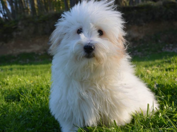 Coton de Tulear