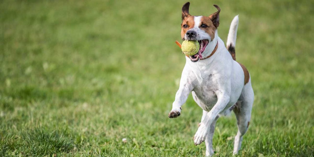Deens-Zweedse Boerderijhond