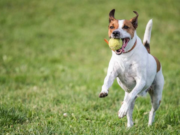 Deens-Zweedse Boerderijhond