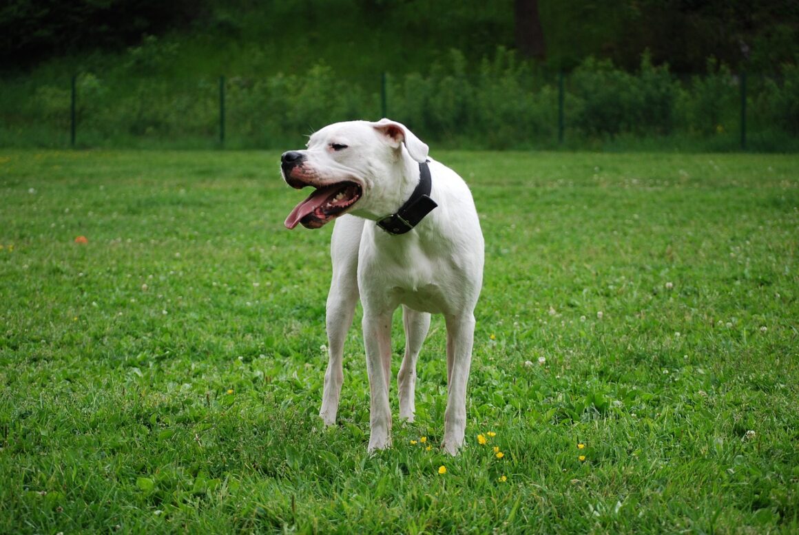 Dogo Argentino hond