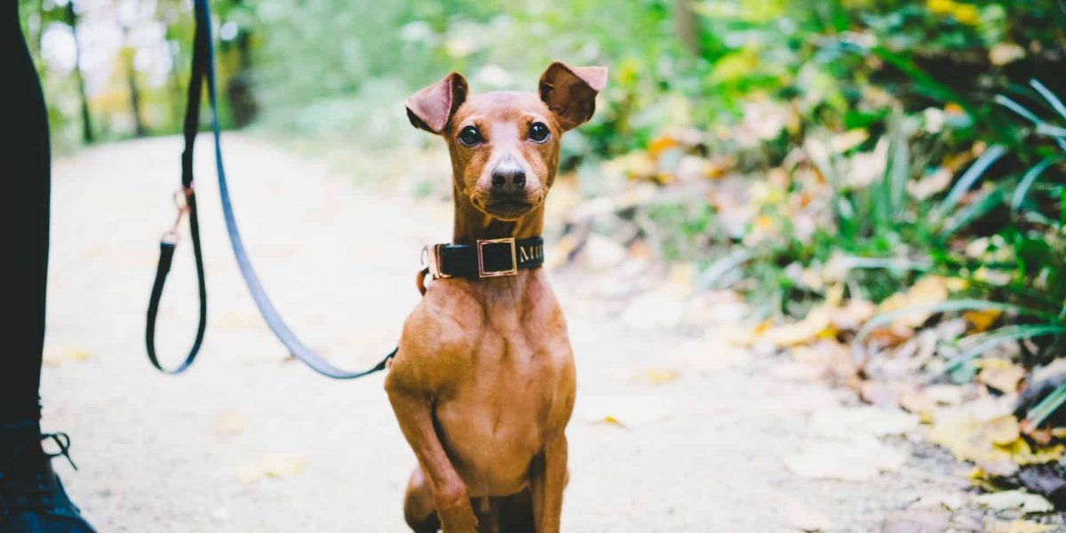 Dwergpinscher