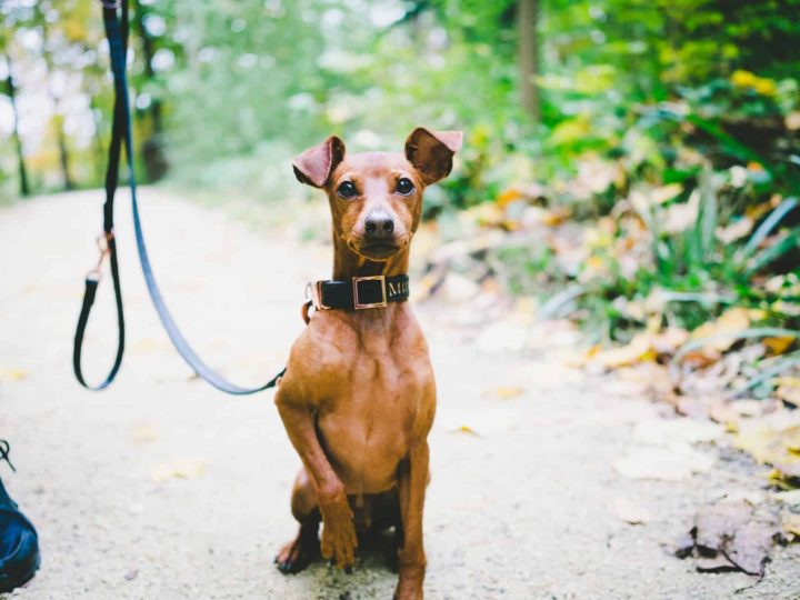 Dwergpinscher