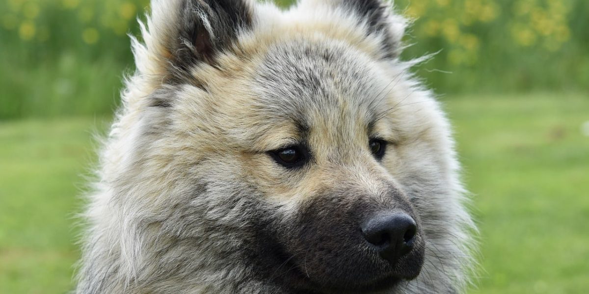 Eurasier