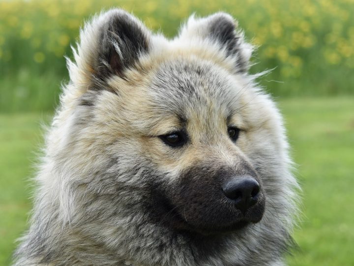 Eurasier