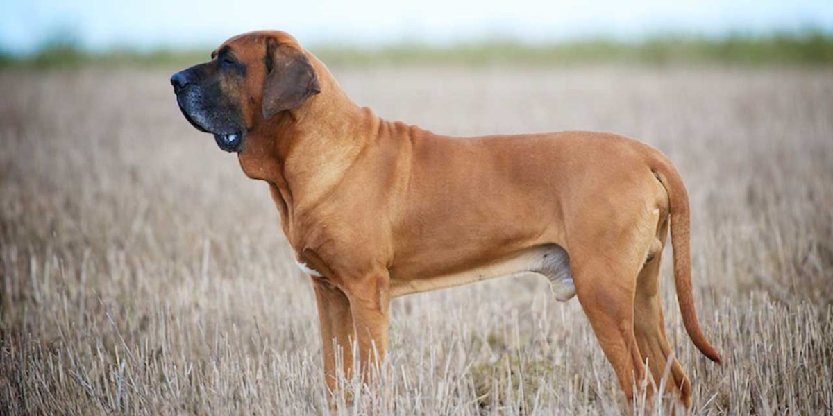 Fila Brasileiro