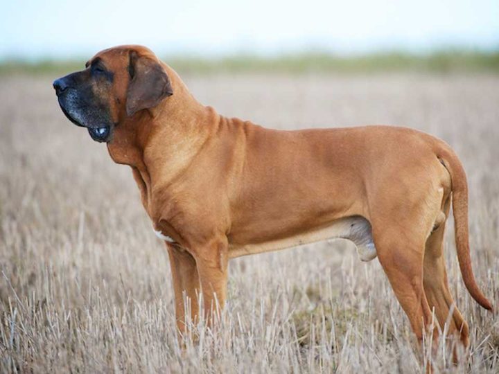 Fila Brasileiro