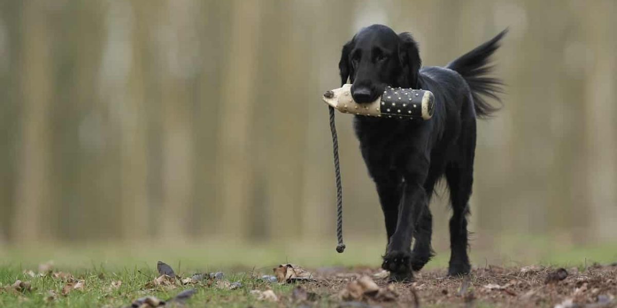 Flat Coated Retriever