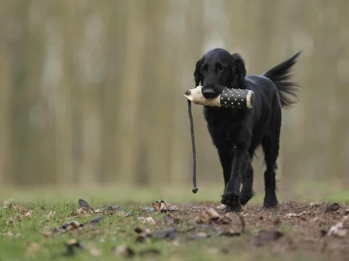 Flat Coated Retriever