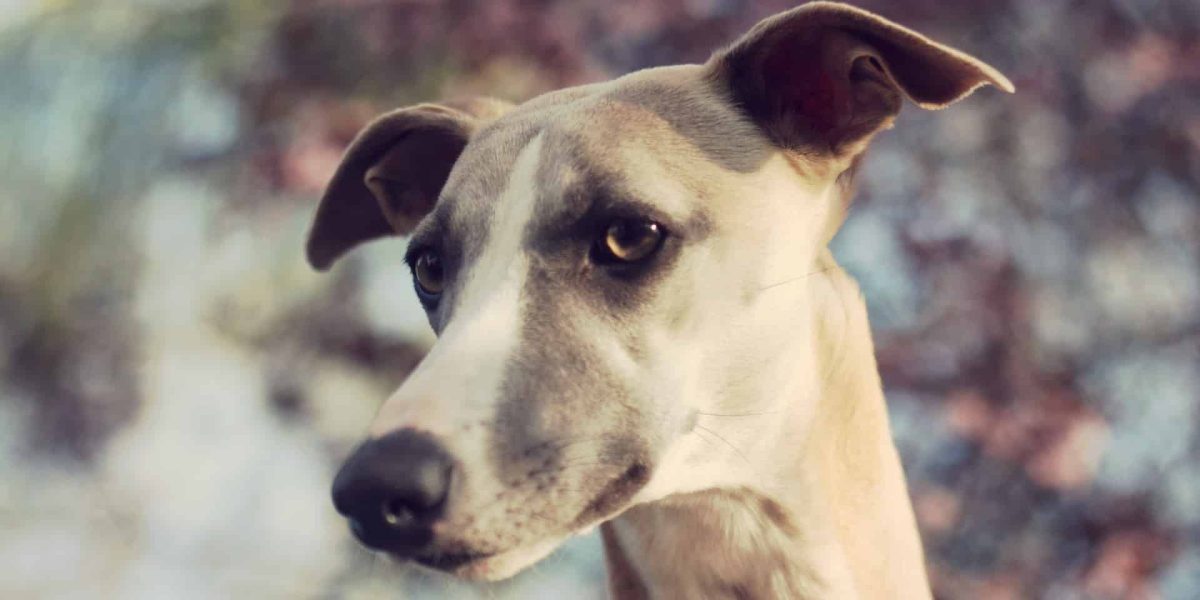 Galgo Espanol
