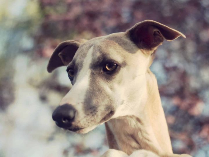 Galgo Espanol
