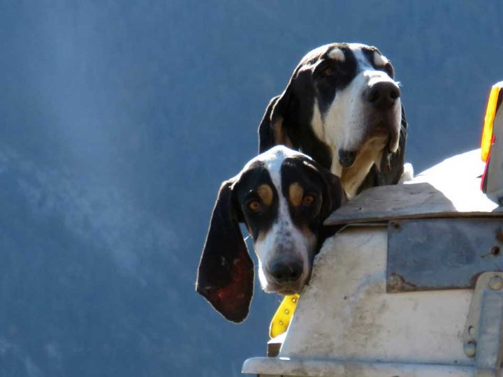 Grand Gascon Saintongeois