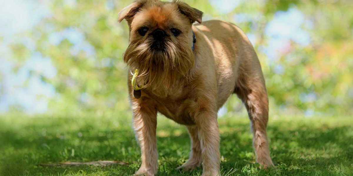 Griffon Bruxellois