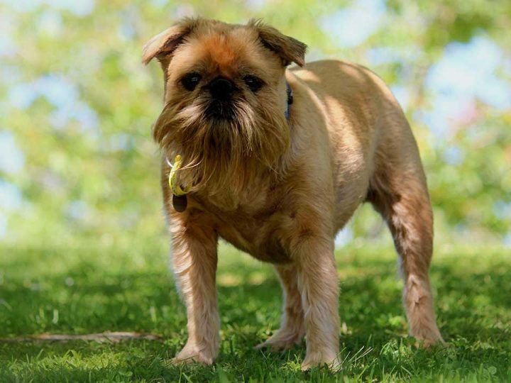 Griffon Bruxellois