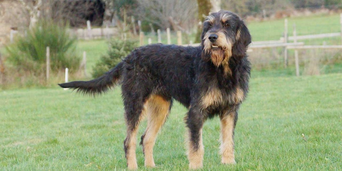 Griffon Nivernais