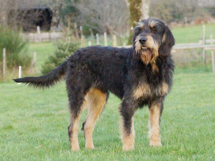 Griffon Nivernais