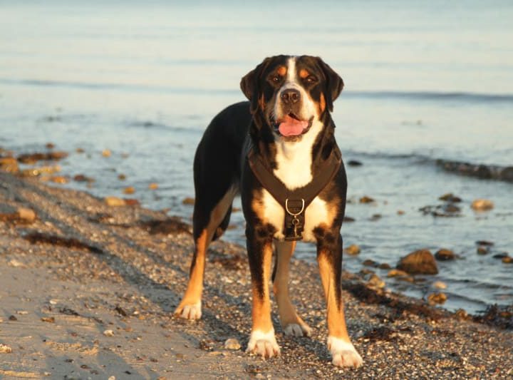 Grote Zwitserse Sennenhond