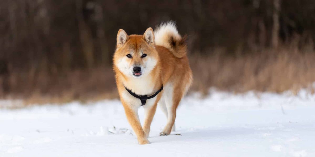 Hokkaido