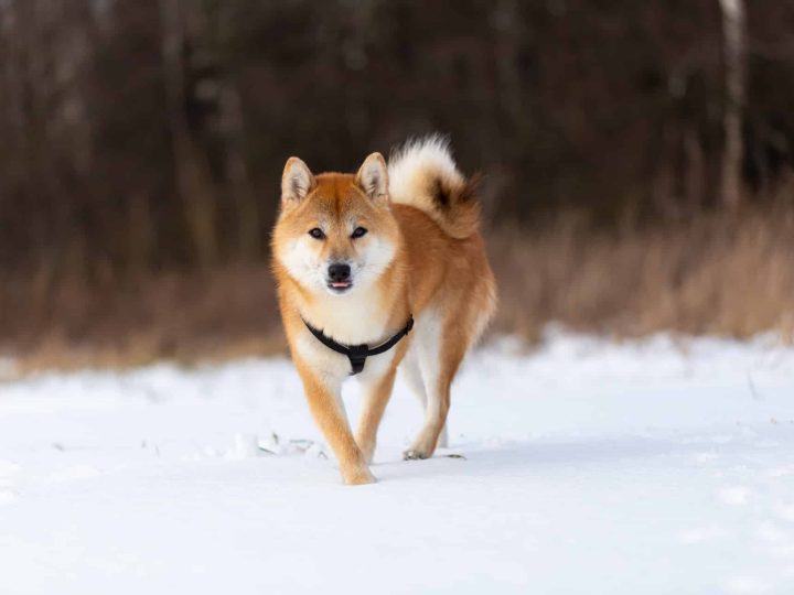 Hokkaido