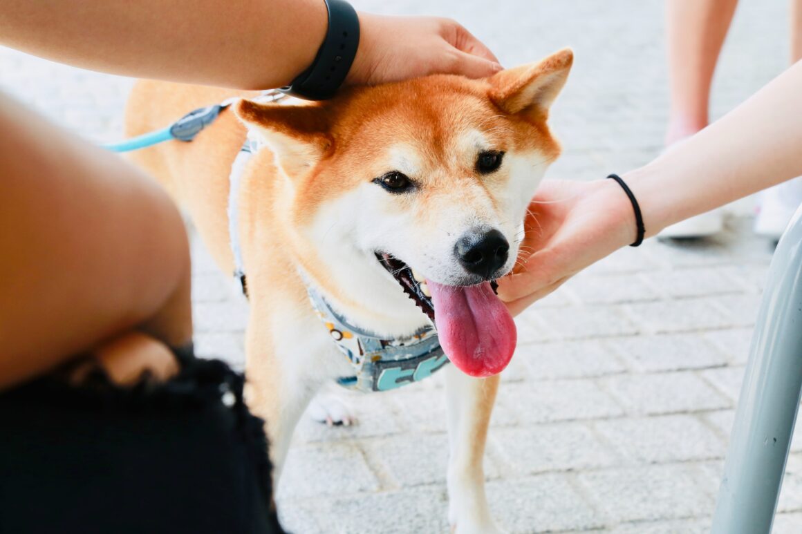Hokkaido hond