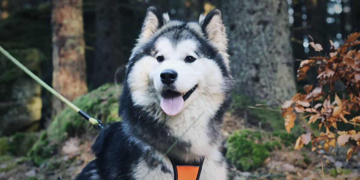 Huskydoodle