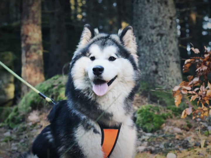 Huskydoodle