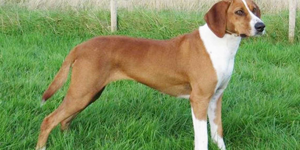 Hygenhund