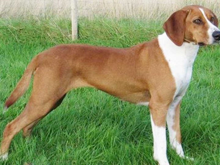 Hygenhund