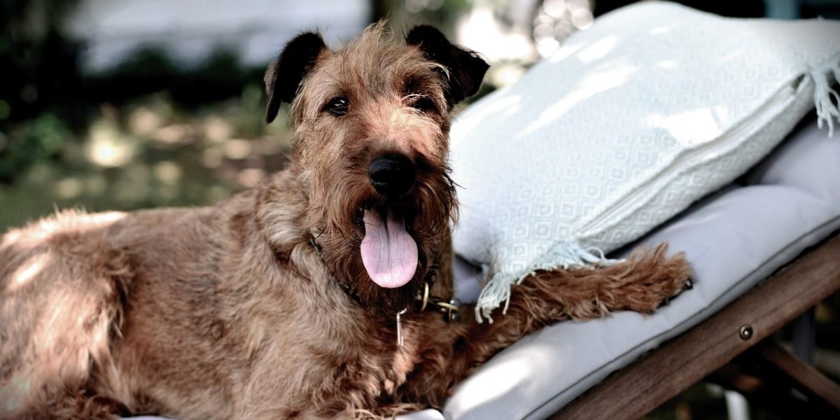 Ierse Terrier