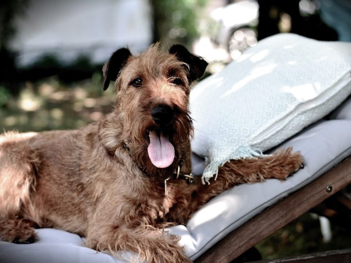 Ierse Terrier