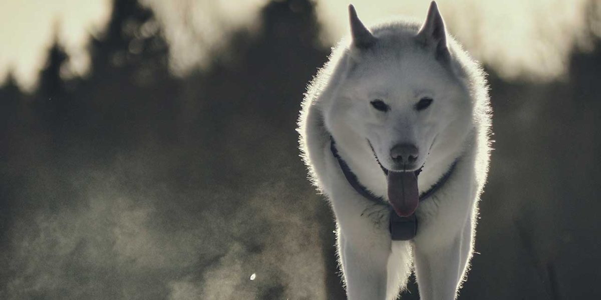 Karelo-Finnish Laika