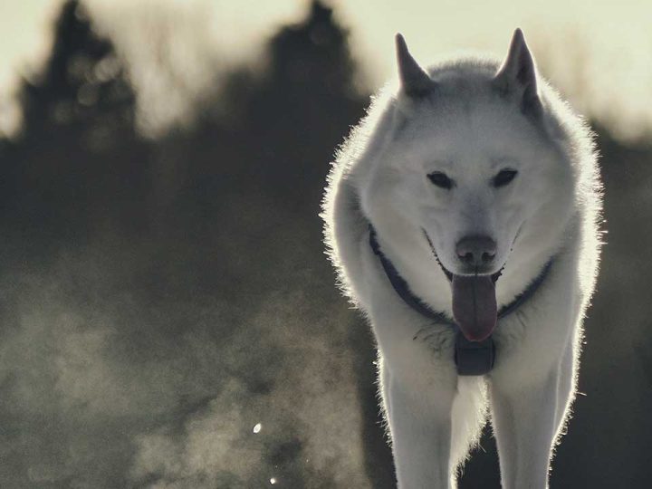 Karelo-Finnish Laika