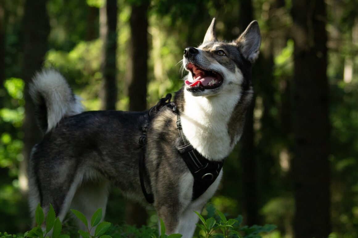 Karelo-Finse Laika hond