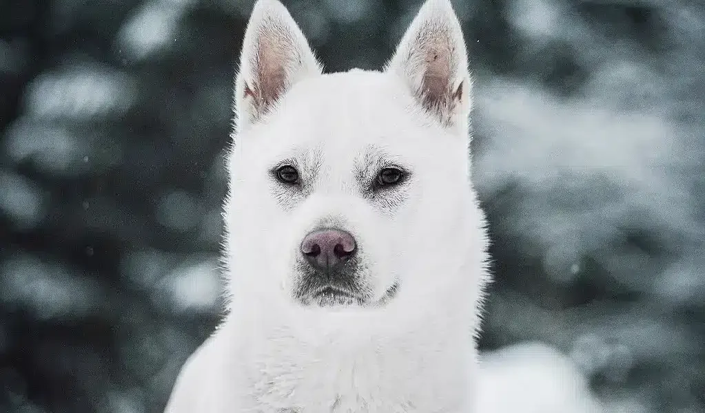 Kishu