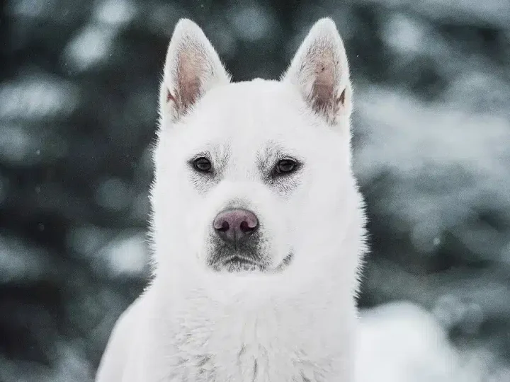 Kishu