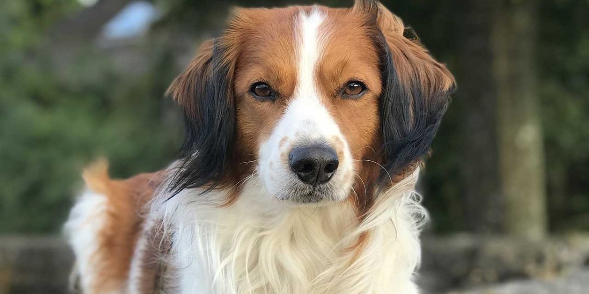 Kooikerhondje