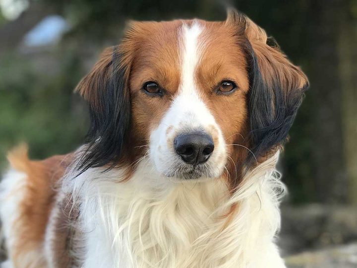 Kooikerhondje