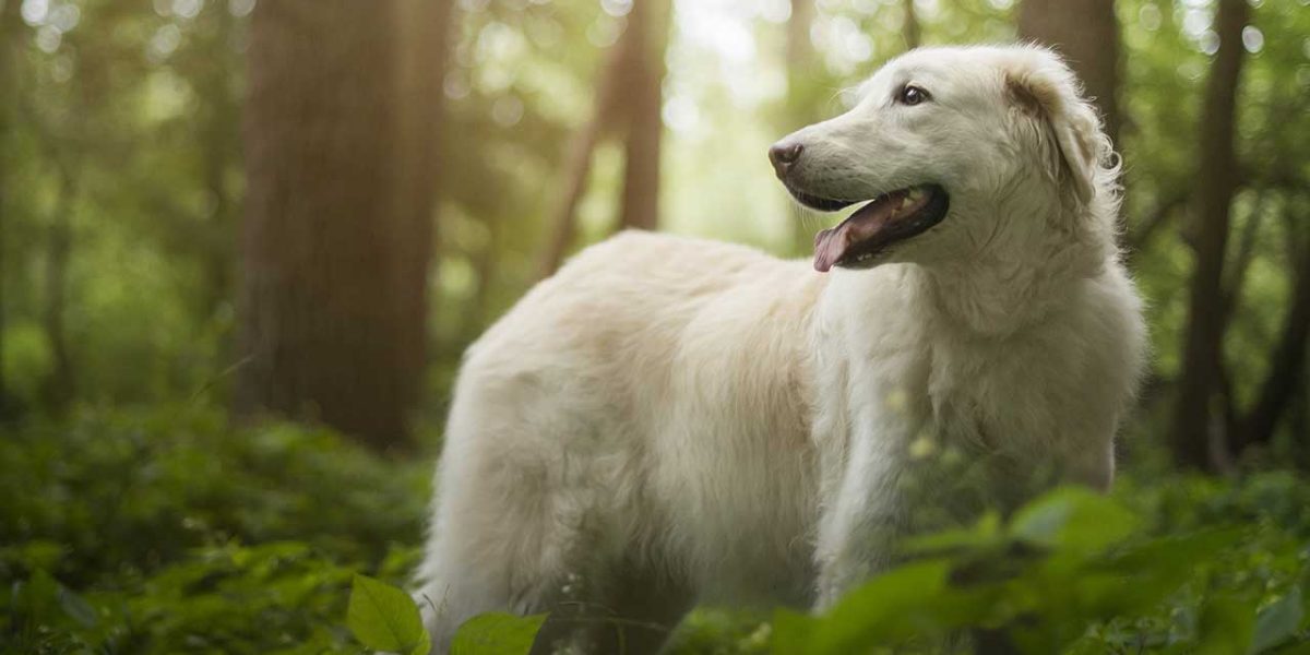 Kuvasz
