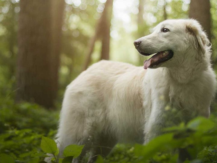 Kuvasz