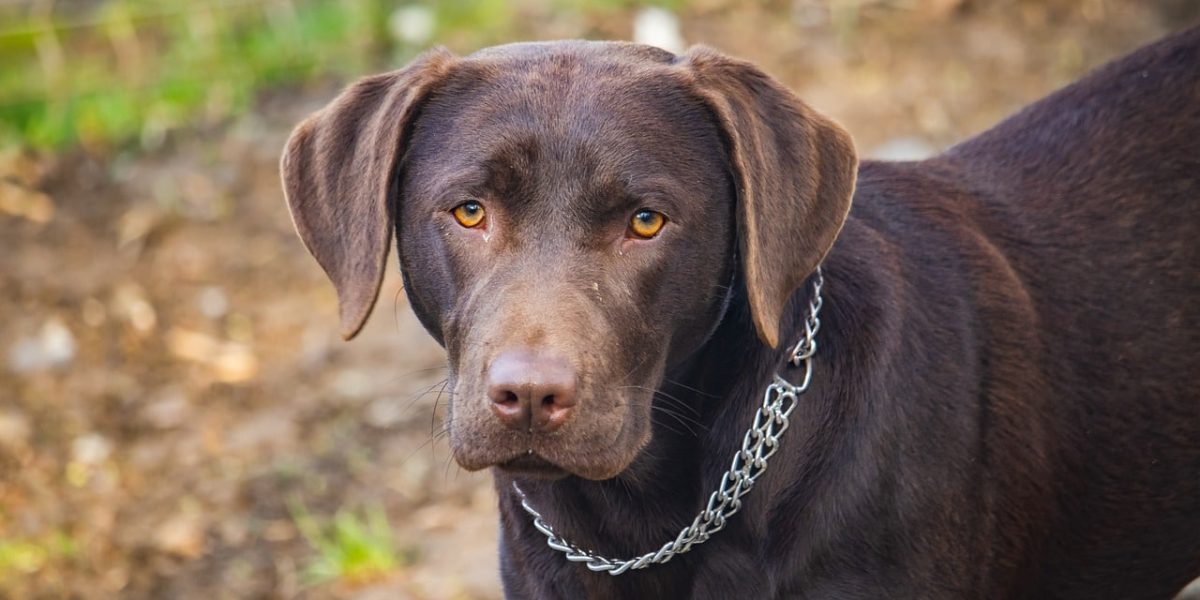 Labrabull