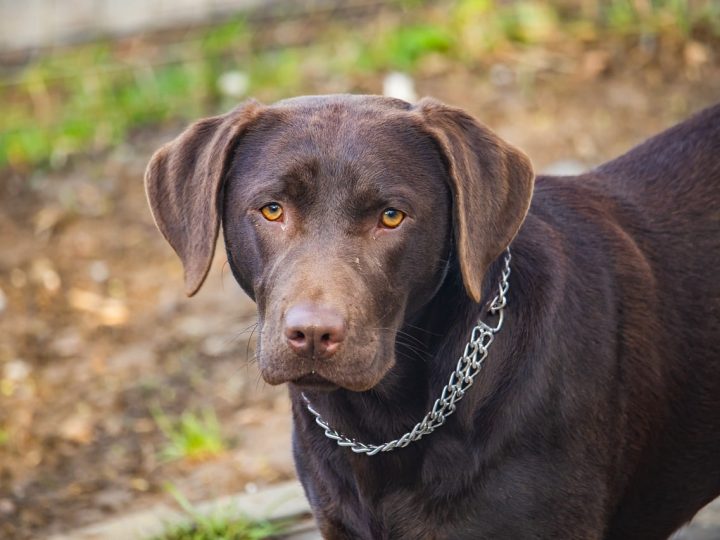 Labrabull