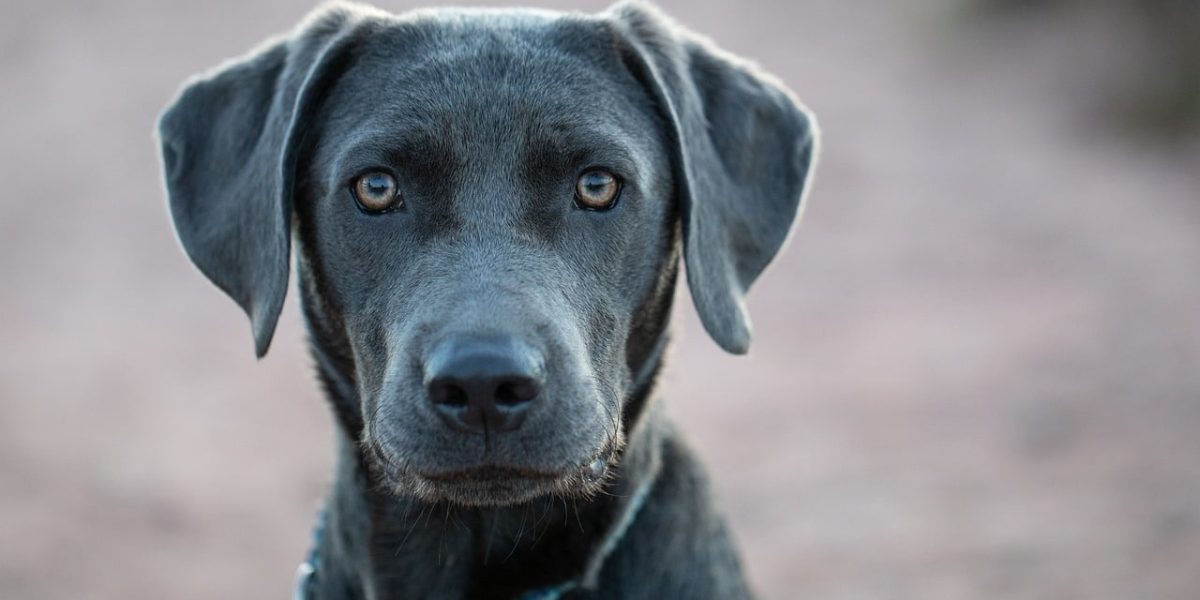 Labrador Corso