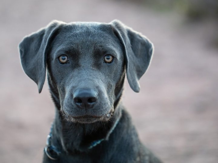 Labrador Corso