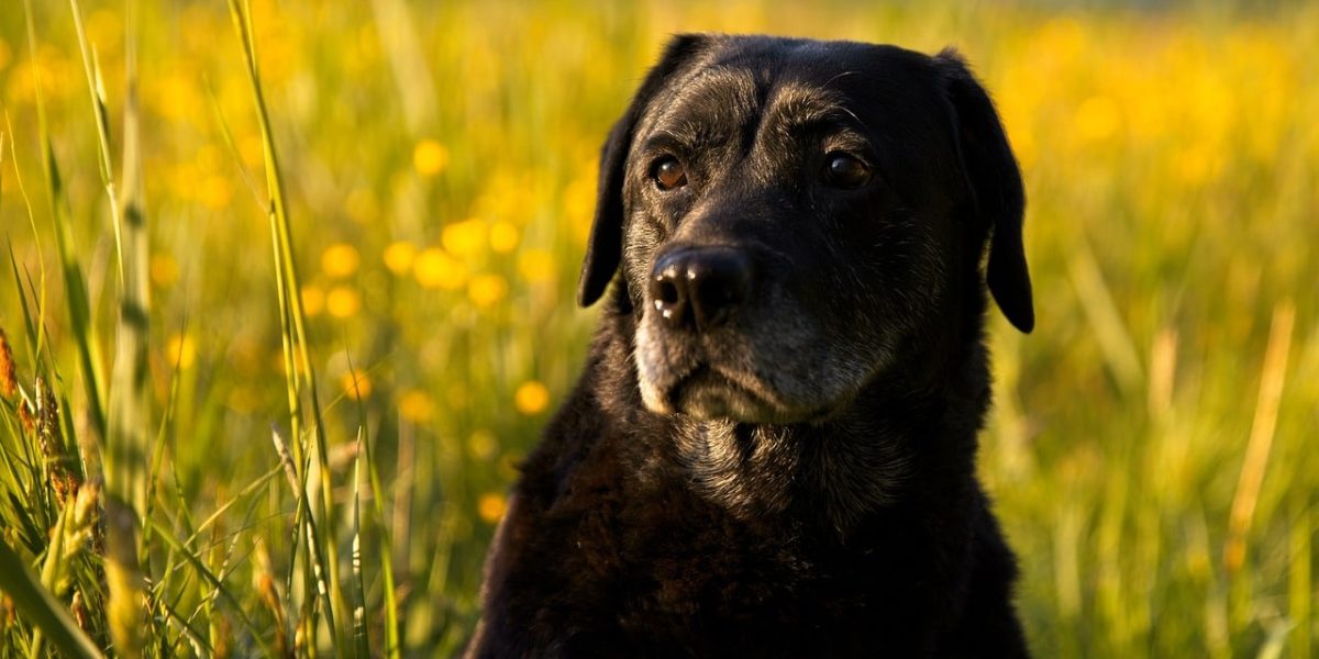 Labraheeler