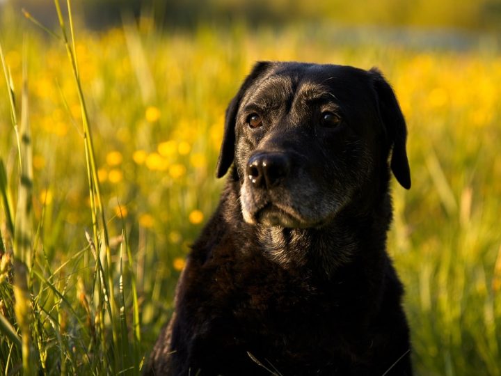 Labraheeler