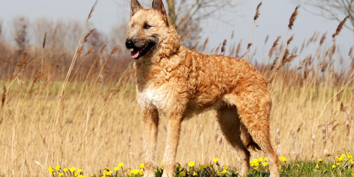 Laekense herder