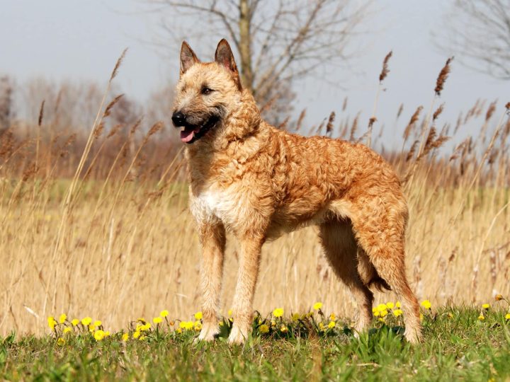 Laekense herder