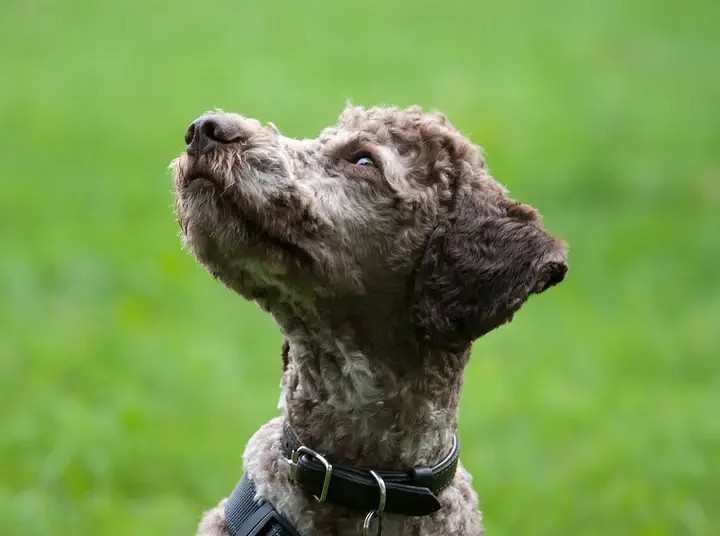 Lagotto Romagnolo