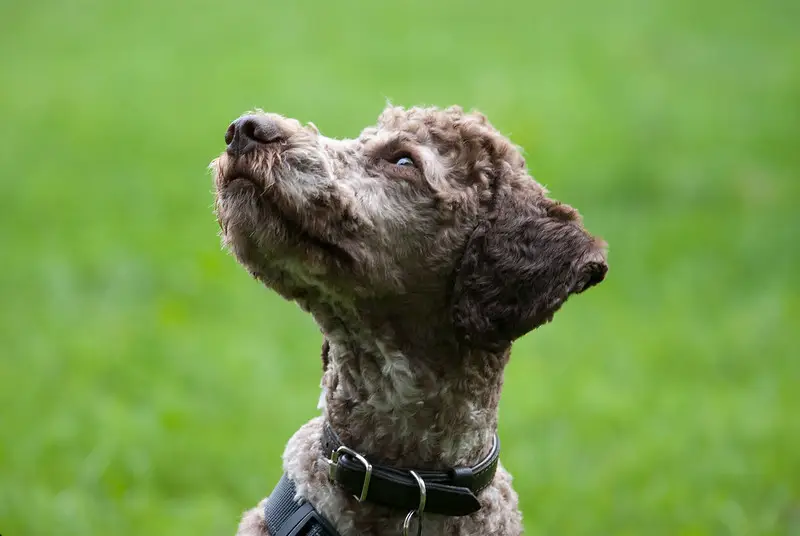 Lagotto Romagnolo